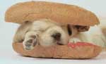 A dog